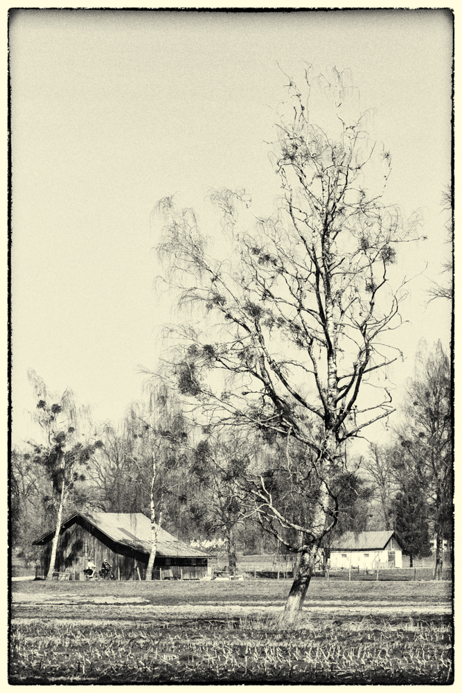 Lauteracherried im M&auml;rz 3